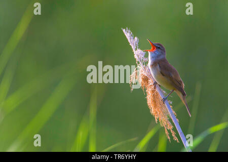 Große Teichrohrsänger (Acrocephalus arundinaceus), männlich hocken auf ein Rohr Stammzellen und Singen, Griechenland, Lesbos Stockfoto
