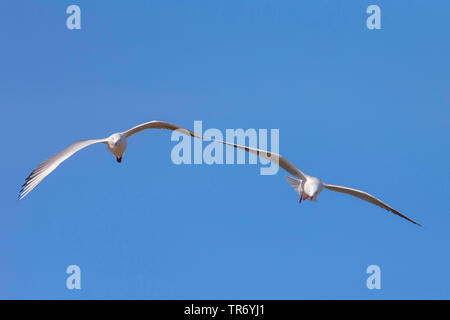 Slender-billed Gull (Larus genei, Chroicocephalus genei), zwei schlanke Möwen im Flug in Rechnung in den Himmel, Spanien, Katalonia Stockfoto