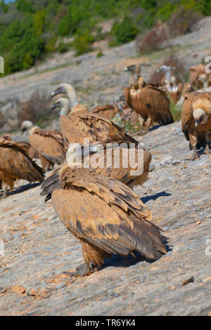 Gänsegeier (Tylose in Fulvus), Flock auf einem Felsen, Kroatien Stockfoto