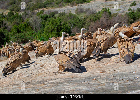 Gänsegeier (Tylose in Fulvus), Flock auf einem Felsen, Kroatien Stockfoto