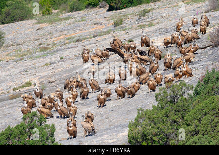 Gänsegeier (Tylose in Fulvus), Flock auf einem Felsen, Kroatien Stockfoto