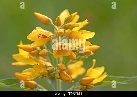 Gelbe felberich (Lysimachia vulgaris), Blütenstand, Deutschland, Bayern Stockfoto