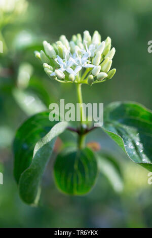 Hartriegel, Dogberry (Cornus sanguinea), Blütenstand, Deutschland, Bayern Stockfoto