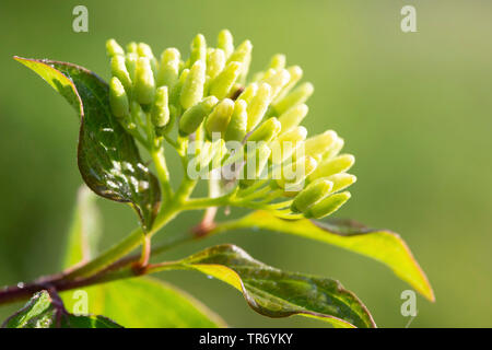 Hartriegel, Dogberry (Cornus sanguinea), Blütenstand, Deutschland, Bayern Stockfoto