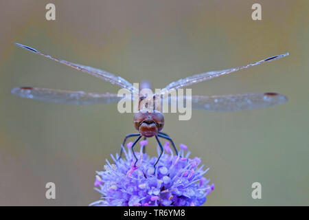 Osteuropäischen sympetrum (Sympetrum depressiusculum), sitzen auf den Devil's Bit, Deutschland, Bayern Stockfoto