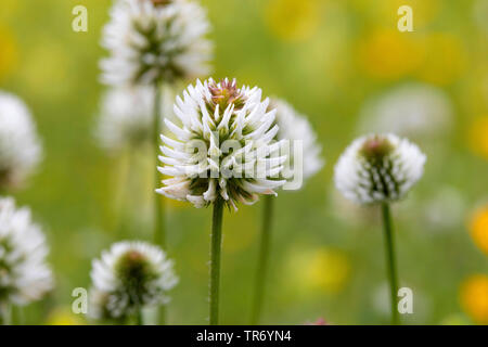 Berg KLEE (Trifolium montanum), blühende, Deutschland, Bayern Stockfoto