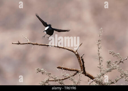 Weiß-gekrönter schwarzer Steinschmätzer (Oenanthe leucopyga), Landung auf Akazie in der Wüste Canyon in der Nähe von Eilat, Israel, Negev, Eilat Stockfoto