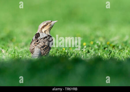 Northern Wendehals (Jynx torquilla), Nahrungssuche auf einem grassfield in Sde Boker, Israel, Sde Boker Stockfoto