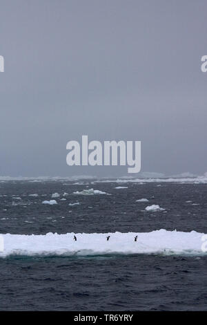 Adelie penguin (Pygoscelis adeliae), drei Adelie Pinguine auf Eis, Antarktis, Weddellmeer Stockfoto