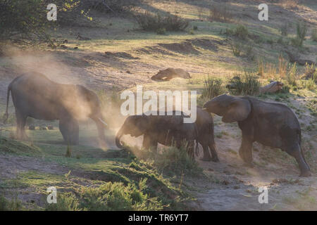 Afrikanischer Elefant (Loxodonta africana), Staub baden, Südafrika, Krüger National Park Stockfoto