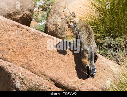 Afrikanische Wildkatze (Felis lybica libyca, Felis, Felis silvestris lybica, Felis silvestris libyca), Lesotho, Drakensberge, Sani Pass Stockfoto