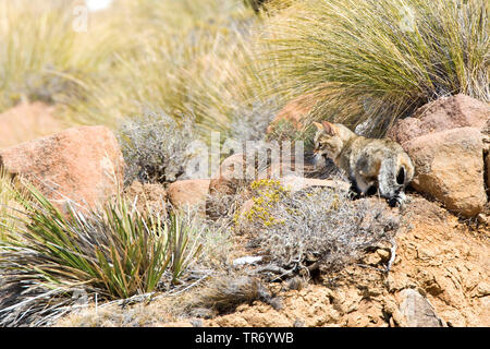 Afrikanische Wildkatze (Felis lybica libyca, Felis, Felis silvestris lybica, Felis silvestris libyca), Lesotho, Drakensberge, Sani Pass Stockfoto