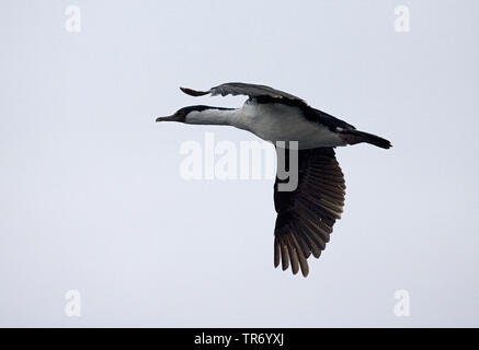 Antarktis Shag (Phalacrocorax Bransfieldensis), fliegen, Antarktis Stockfoto