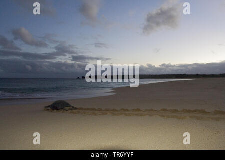 Grüne Schildkröte, rock Schildkröte, Fleisch Schildkröte, Atlantische Suppenschildkröte (Chelonia mydas), Weibliche kriecht in Richtung Meer nach der Eiablage, Christi Himmelfahrt Stockfoto