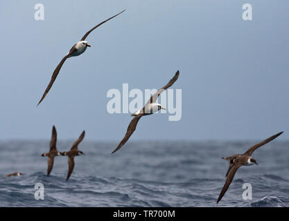 Atlantic gelb - gerochen Albatross (Thalassarche chlororhynchos), Fliegen mit grosser Shearwater, Ardenna gravis, Tristan da Cunha Stockfoto