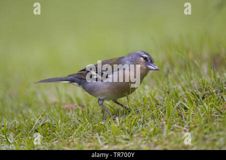 Azoren Buchfink (Fringilla coelebs moreletti, Fringilla moreletti), auf dem Boden, Azoren Stockfoto