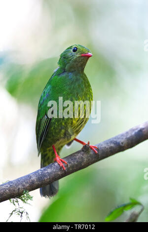 Grün & Schwarz fruiteater (Pipreola riefferii), Weibliche sitzt auf einem Ast, Kolumbien, Rio Blanco, Manizales Stockfoto