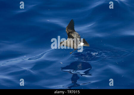 Band-rumped storm Petrel, Madeira storm Petrel, Sturm Harcourt's Petrel (Oceanodroma Castro), über das Meer fliegen, St. Helena Stockfoto