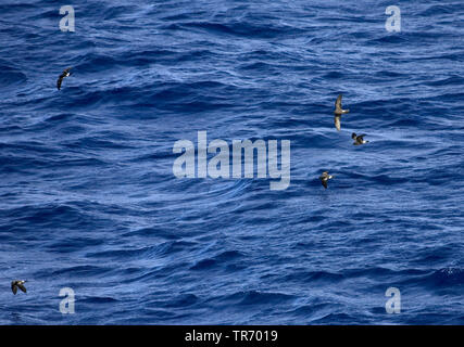 Band-rumped storm Petrel, Madeira storm Petrel, Sturm Harcourt's Petrel (Oceanodroma Castro), über das Meer fliegen, St. Helena Stockfoto