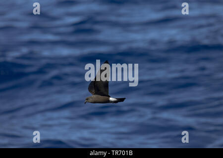 Band-rumped storm Petrel, Madeira storm Petrel, Sturm Harcourt's Petrel (Oceanodroma Castro), über das Meer fliegen, St. Helena Stockfoto