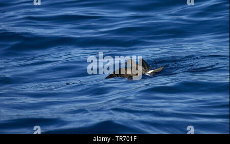 Band-rumped storm Petrel, Madeira storm Petrel, Sturm Harcourt's Petrel (Oceanodroma Castro), über das Meer fliegen, St. Helena Stockfoto