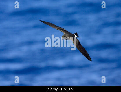 Band-rumped storm Petrel, Madeira storm Petrel, Sturm Harcourt's Petrel (Oceanodroma Castro), über das Meer fliegen, St. Helena Stockfoto