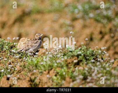 Bimaculated Lerche (Melanocorypha bimaculata), auf einem Feld, Japan Stockfoto