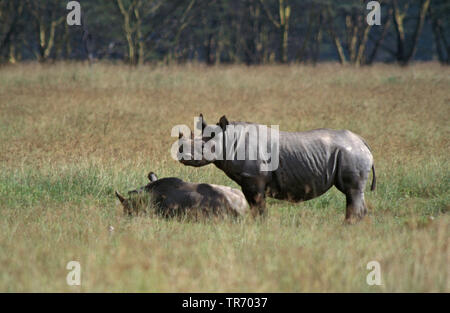 Schwarze Nashörner, angespannt die Nashörner, Nashörner (Diceros bicornis), Paar, Kenia, Lake Nakuru National Park Stockfoto