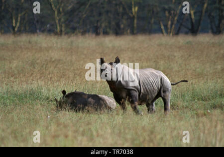 Schwarze Nashörner, angespannt die Nashörner, Nashörner (Diceros bicornis), Paar, Kenia, Lake Nakuru National Park Stockfoto