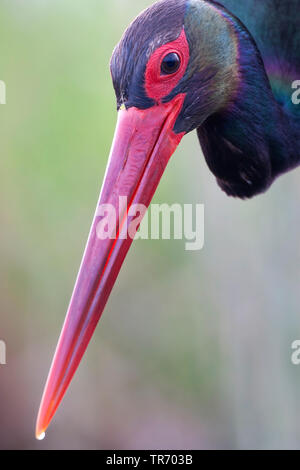 Schwarzstorch (Ciconia Nigra), Porträt, Ungarn Stockfoto