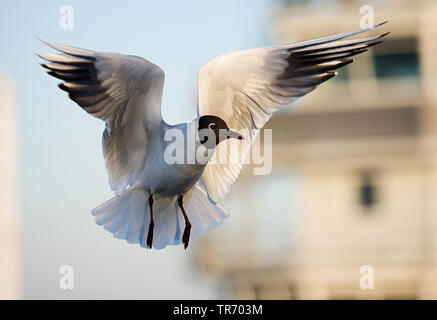 Lachmöwe (Larus ridibundus, Chroicocephalus ridibundus), Landung, Niederlande Stockfoto