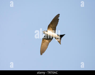 Common house Martin (Delichon urbica, Delichon urbicum), Fliegende, Niederlande Stockfoto