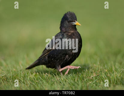 Gemeinsame Star (Sturnus vulgaris), gehen über eine Wiese, Niederlande, Texel Stockfoto