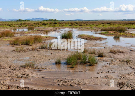 Feuchtgebiet in das Naturschutzgebiet S'Albufera, Spanien, Balearen, Mallorca, Albufera Nationalpark Stockfoto