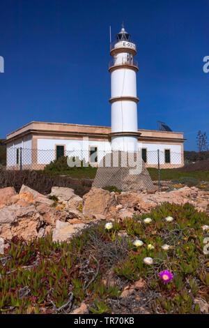 Sally mein schöner, Hottentot Abb. (Carpobrotus acinaciformis), Leuchtturm, Cap de Ses Salines, Spanien, Balearen, Mallorca Stockfoto