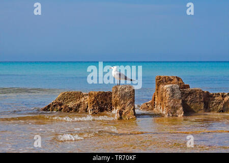 Audouin's Möwe (Larus audouinii, Ichthyaetus audouinii), Möwe am Cap de Ses Salines, Es Trenc, Spanien, Balearen, Mallorca, Cap de Ses Salines Stockfoto