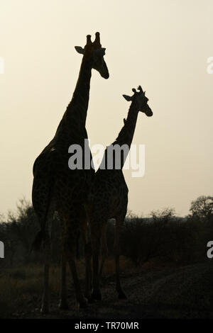 Giraffe (Giraffa Camelopardalis), zwei Personen im Gegenlicht, Südafrika, Krüger National Park Stockfoto