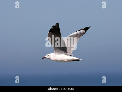 Hartlaub's Möwe, König Möwe (Chroicocephalus hartlaubii, Larus Hartlaubii), über Fliegen, Südafrika Stockfoto