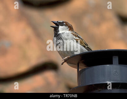 Haussperling (Passer domesticus), männlich Sitzen auf einem Dach singen, Niederlande Stockfoto