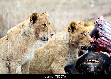 Löwe (Panthera leo), jungen Löwen essen die beten, Südafrika, Krüger National Park Stockfoto