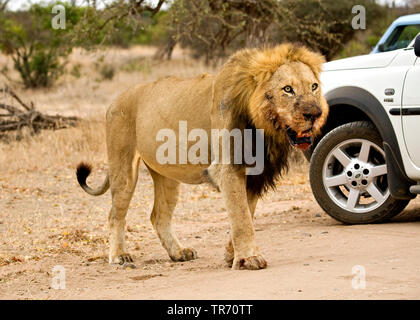 Löwe (Panthera leo), vorbei an einem Jeep, Südafrika, Krüger National Park Stockfoto