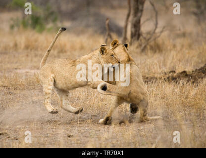 Löwe (Panthera leo), Cubs, zusammen zu spielen, Südafrika, Krüger National Park Stockfoto