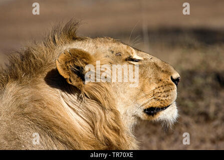 Löwe (Panthera leo), dösen, Porträt, Südafrika, Krüger National Park Stockfoto