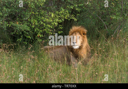 Löwe (Panthera leo), im Gras liegen und Dösen, Kenia, Masai Mara National Park Stockfoto