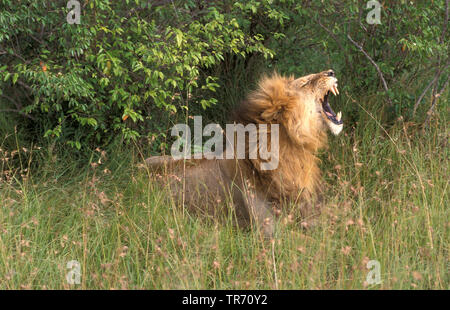 Löwe (Panthera leo), Brüllen, Kenia, Masai Mara National Park Stockfoto