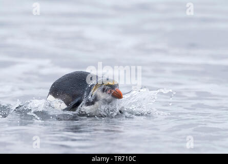 Royal penguin (Eudyptes schlegeli), Schwimmen, Australien, Macquarie island Stockfoto