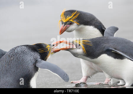 Royal penguin (Eudyptes schlegeli), Kämpfen, Australien, Macquarie island Stockfoto