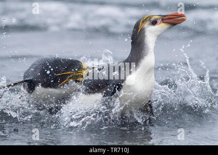 Royal penguin (Eudyptes schlegeli), Kämpfen, Australien, Macquarie island Stockfoto