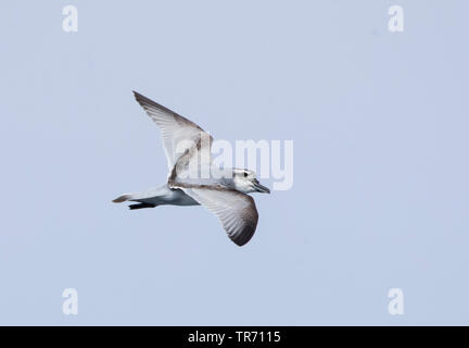 Breite-billed Prion (Pachyptila vittata), Fliegende, Neuseeland Stockfoto