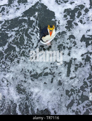 Royal penguin (Eudyptes schlegeli), Wasser, von oben, Australien, Macquarie island Stockfoto